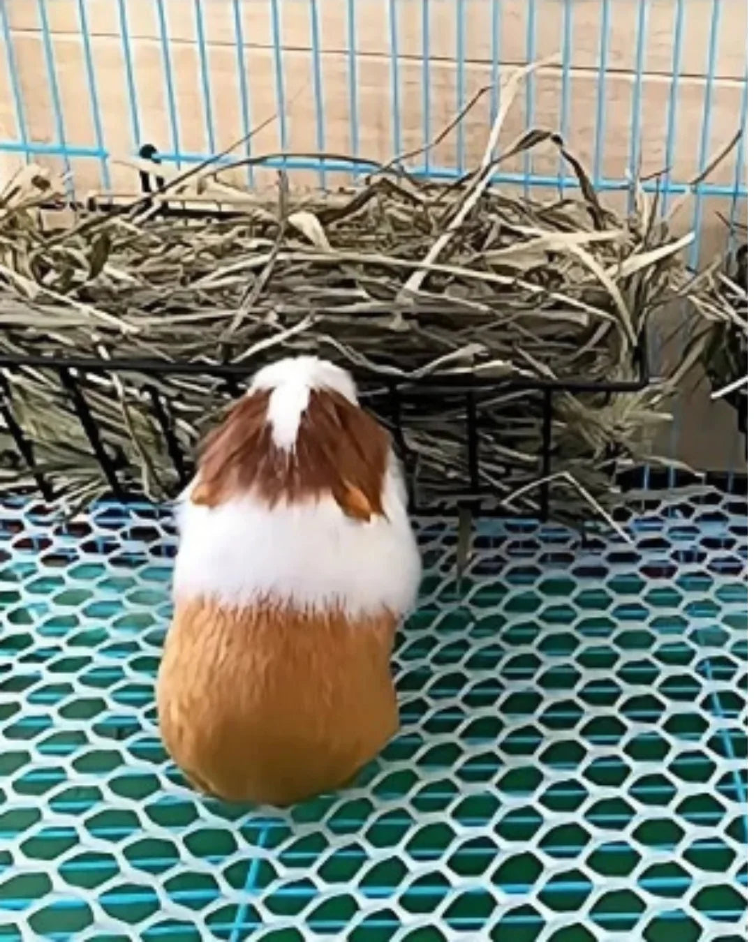 FenoBox