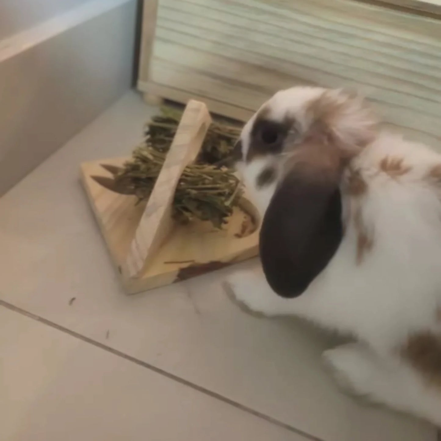 NutriBunny