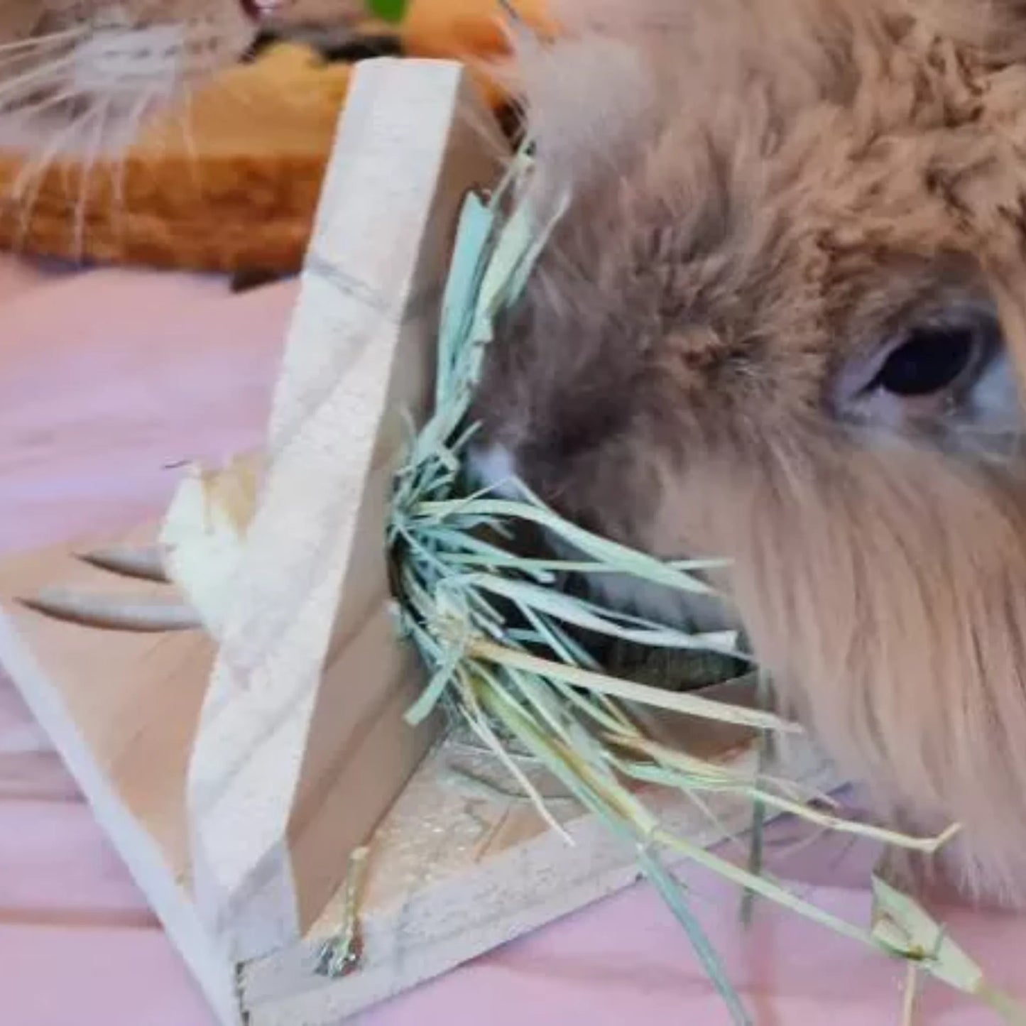 NutriBunny