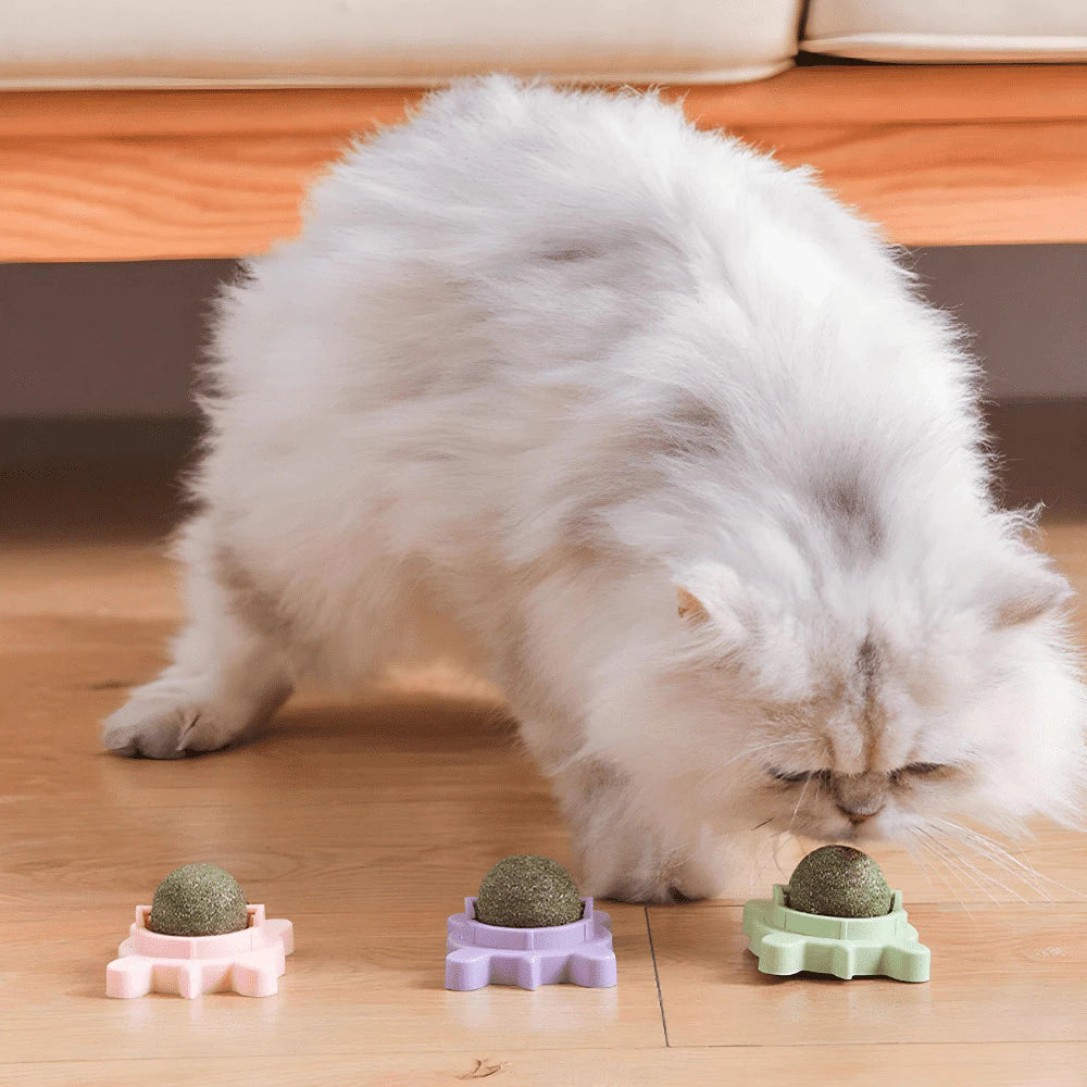 CrabbyCat